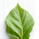 Leaf icon symbolizing natural ingredients